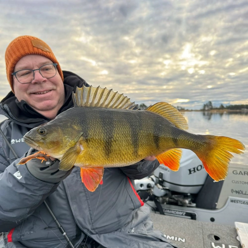 Westin Odonata NED Creaturebaits 6.5cm